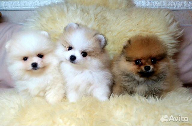 Карапузы Померанский шпиц