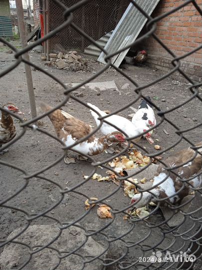 Мускусные утки