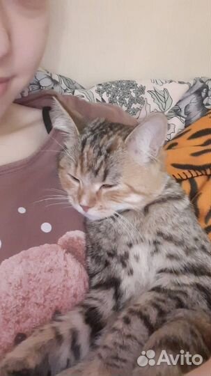 Вязка кошек