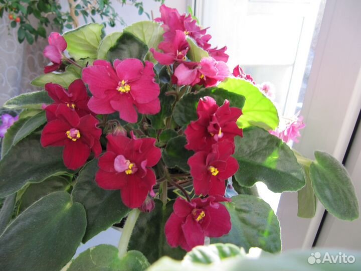 Продам листы фиалки с корнями