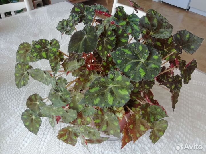 Букет Фикусов. Бегония Бауэра