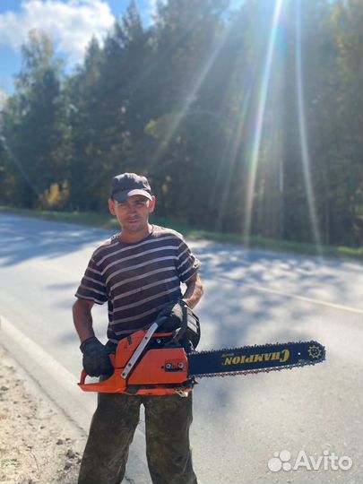 Услуги по заготовке леса