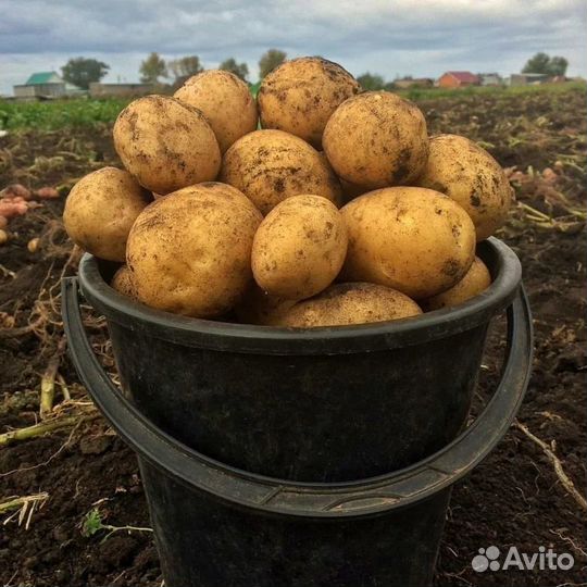 Картофель домашний