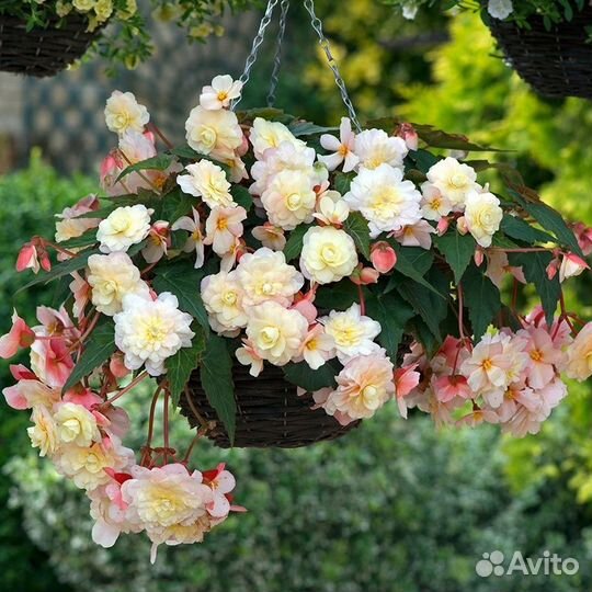 Бегония ампельная