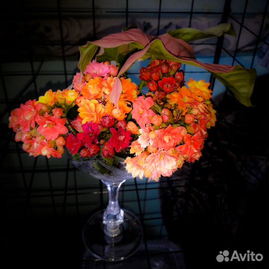 Каланхоэ Каландива