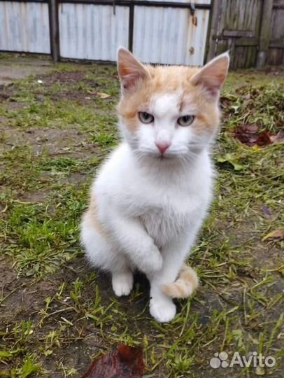 Ищем семью, возьми нас