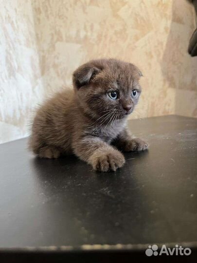 Шотландская вислоухая шоколадная