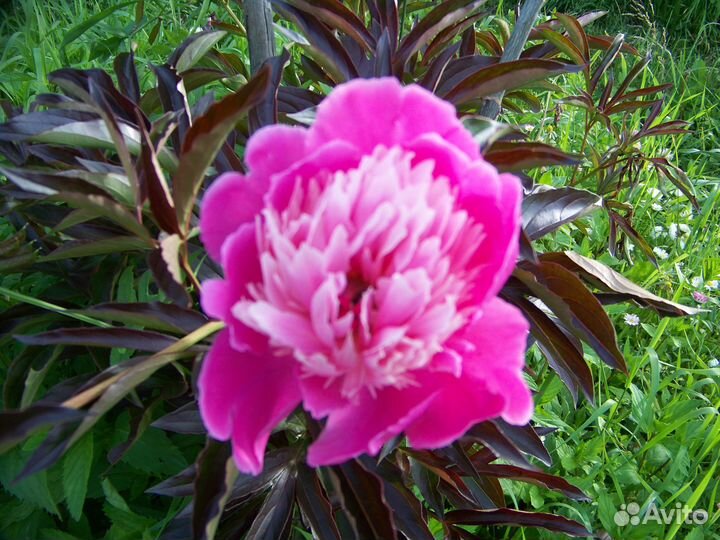 Экономный способ урожайного огорода