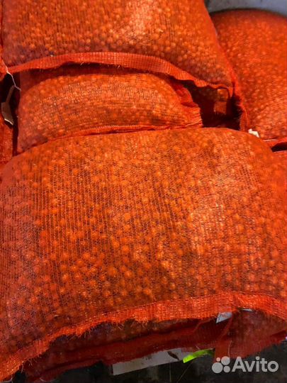 Лук севок оптом