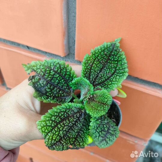 Пилея лягушка