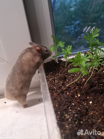 Сирийский хомяк малыш