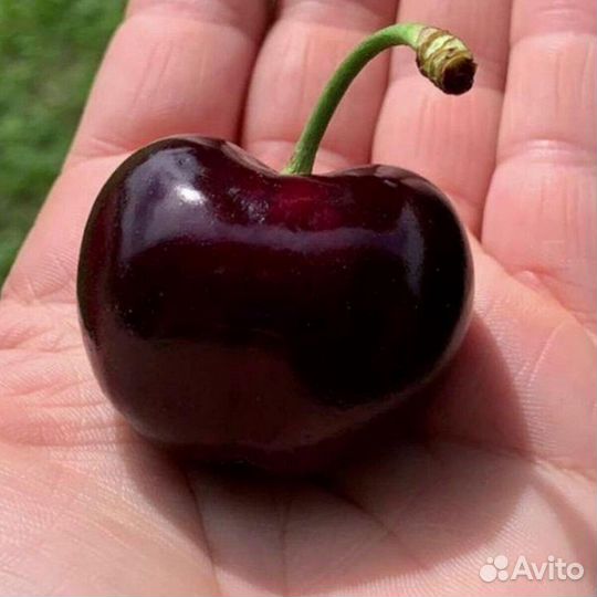 Черешня Гигант Ред