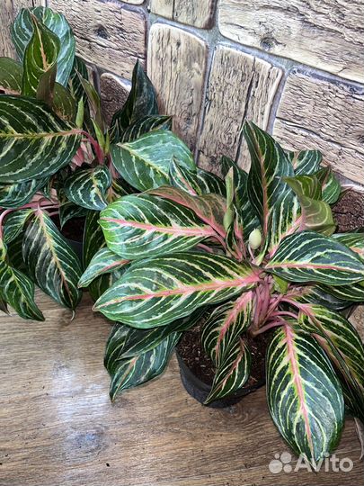 Аглаонема дримкетчер