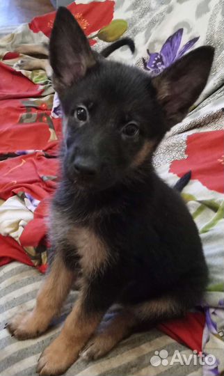 Немецкая овчарка. Метисы. Щенки