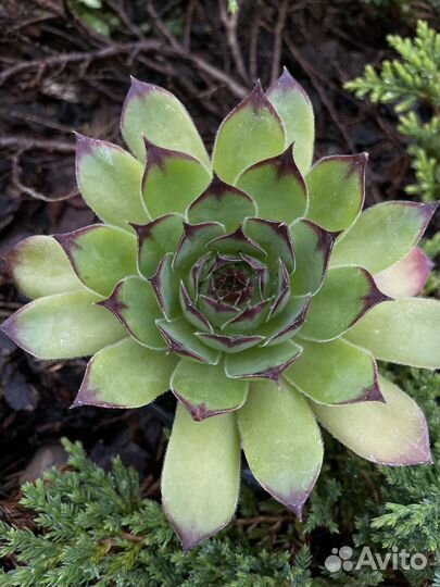 Молодило (Sempervivum)