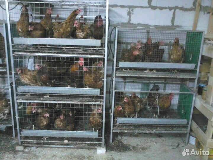 Клетки для кур и перепелов