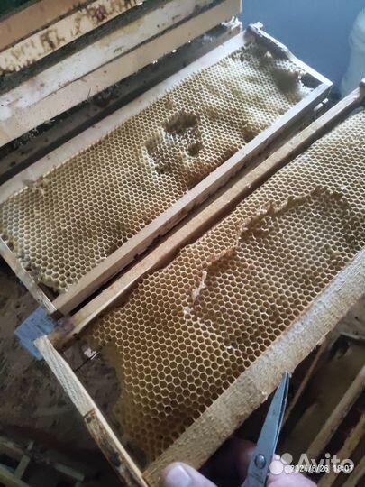 Сушь для пчел