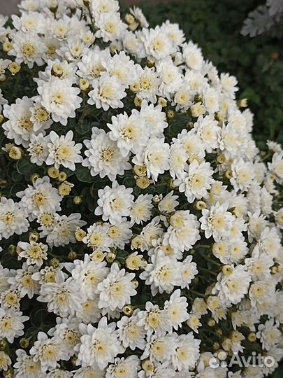 Хризантема ампельная, кустовая