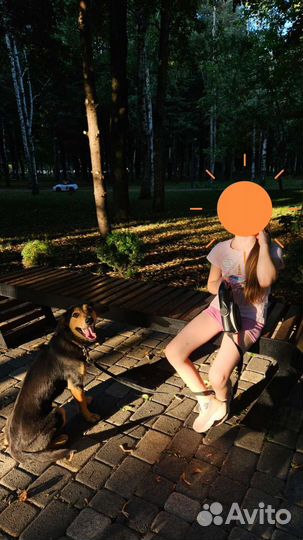 Белка ищет дом