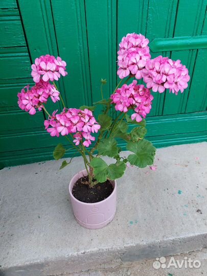 Пеларгония герань
