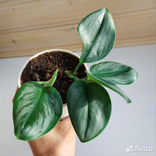 Сциндапсус Мунлайт