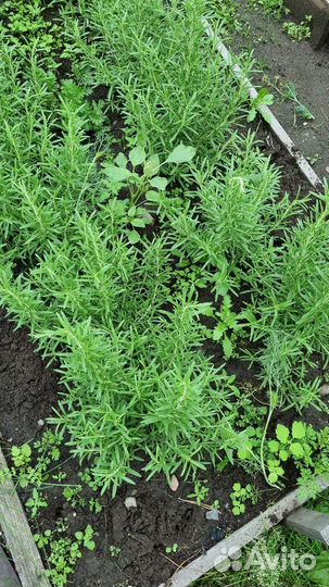 Розмарин (кусты)