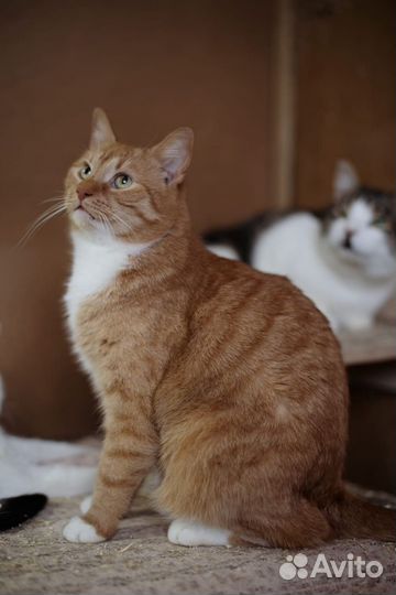 Шикарный рыжий кот ищет дом в добрые руки