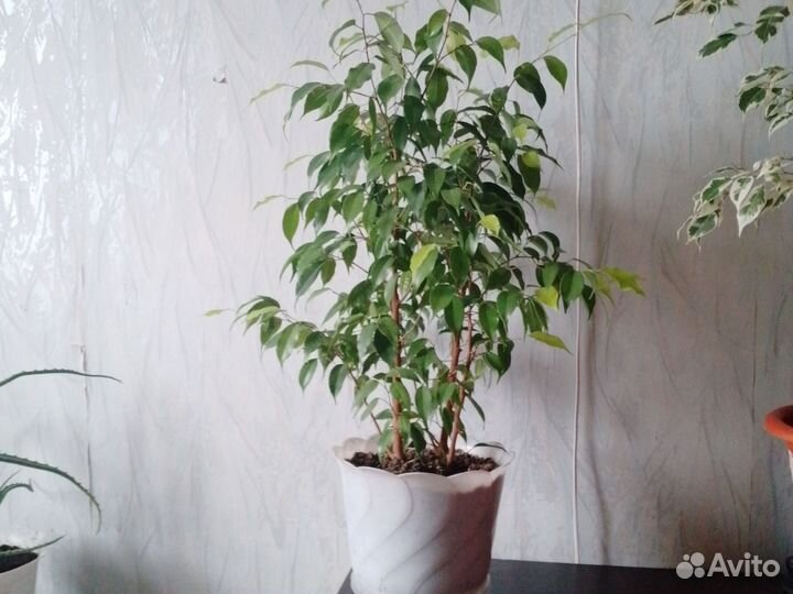 Фикус бенджамина