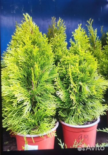 Ель голубая туя