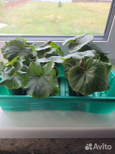 Бегония элатиор