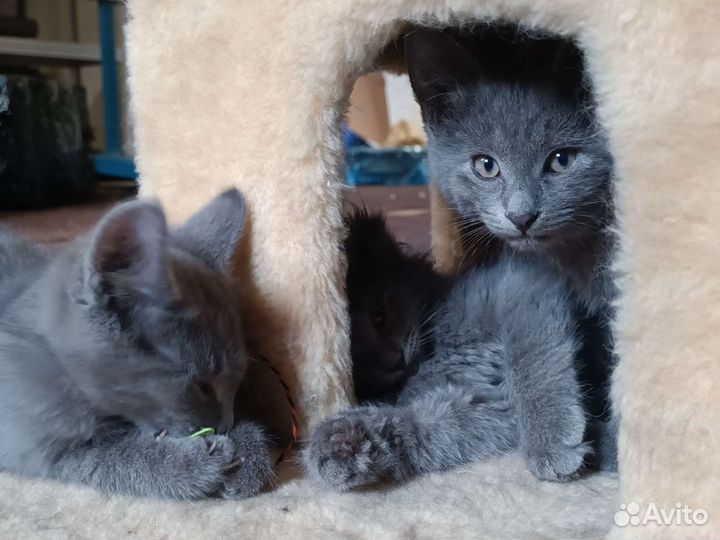 Котята серые 2ух месячные