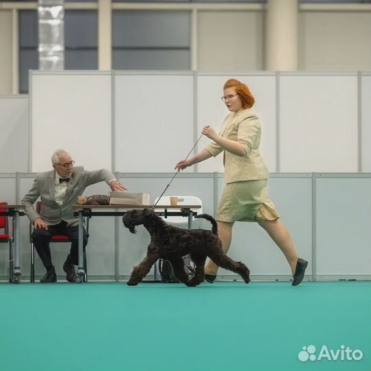 Дрессировка собак кинолог