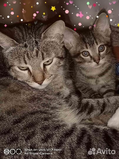 Котята от кошки крысоловки