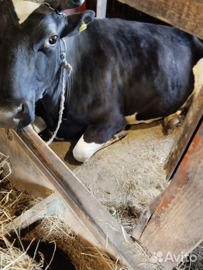 Джерсейская корова