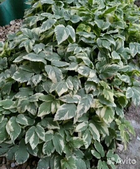 Кизильник, колокольчики, арабис, седумы, малина