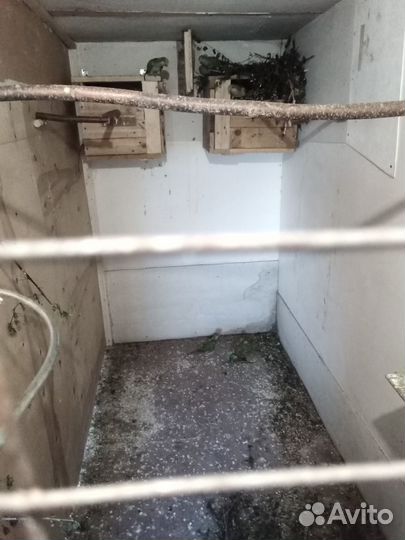 Попугаи кореллы шалевые,монахи