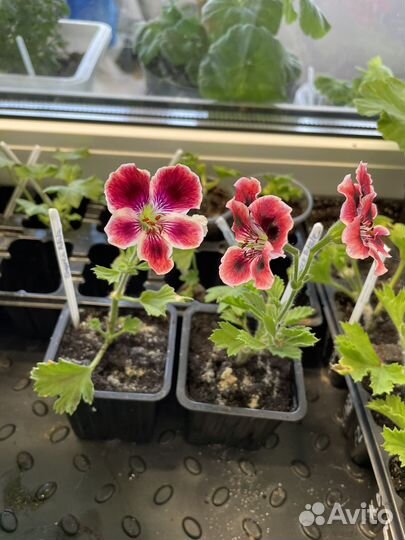 Королевская пеларгония Elegance Adele