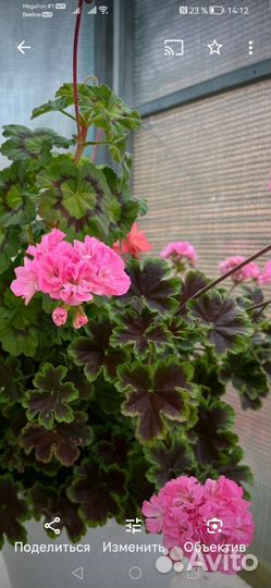 Сортовая, пестролистная пеларгония