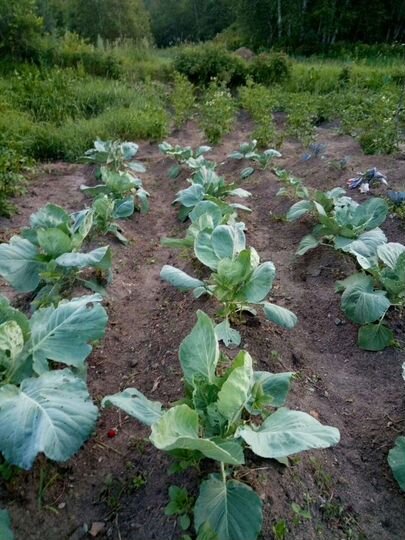 Дача 25 м² на участке 8 сот.