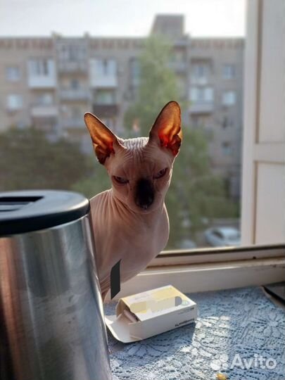 Отдам в добрые руки