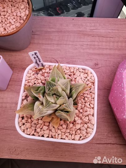 Суккуленты детки