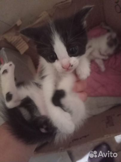 Котята в добрые руки даром девочки
