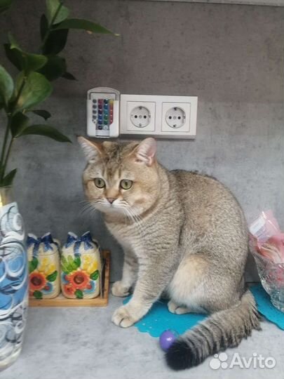 Британский кот на вязку