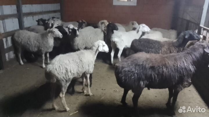 Продам овец