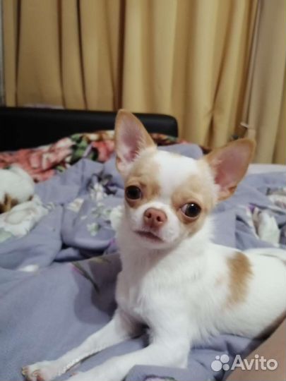 Вязка чихуахуа девочка