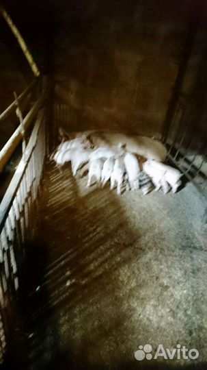 Мясо свинина домашняя