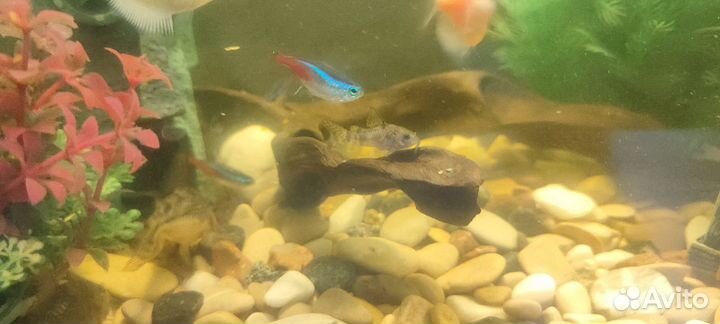 Сомики коридорасы