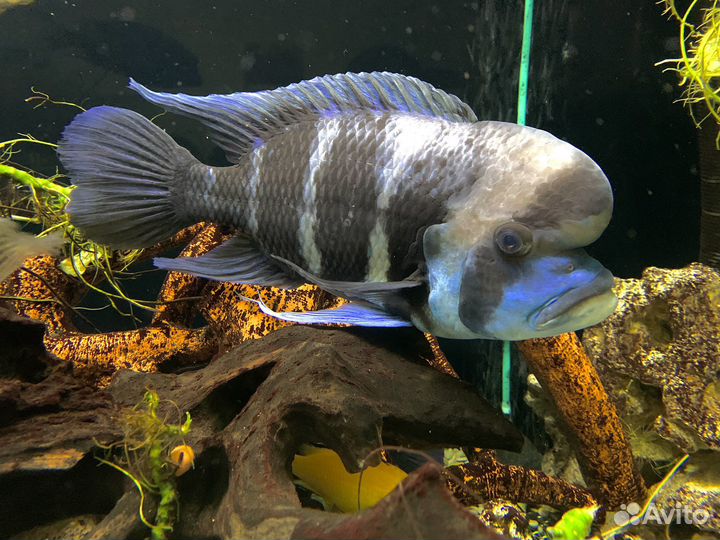 Цифотиляпия Фронтоза Королева Танганьики