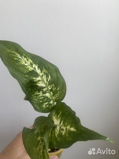 Диффенбахия Mars, Camilla