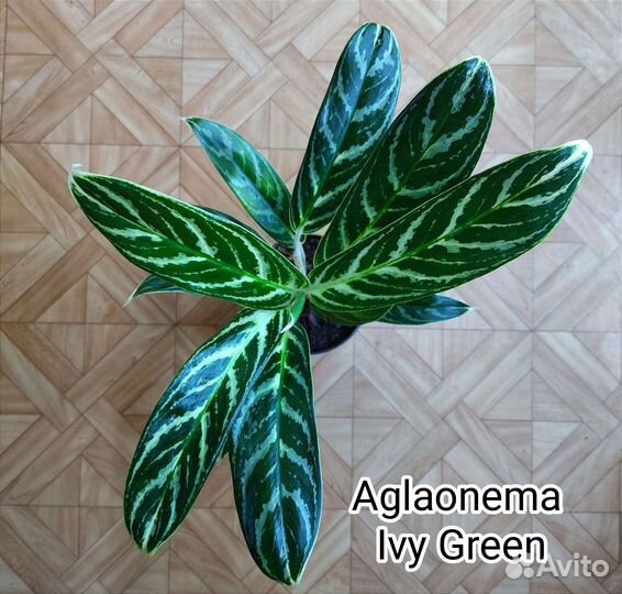Аглаонема Иви Грин / Ivy Green